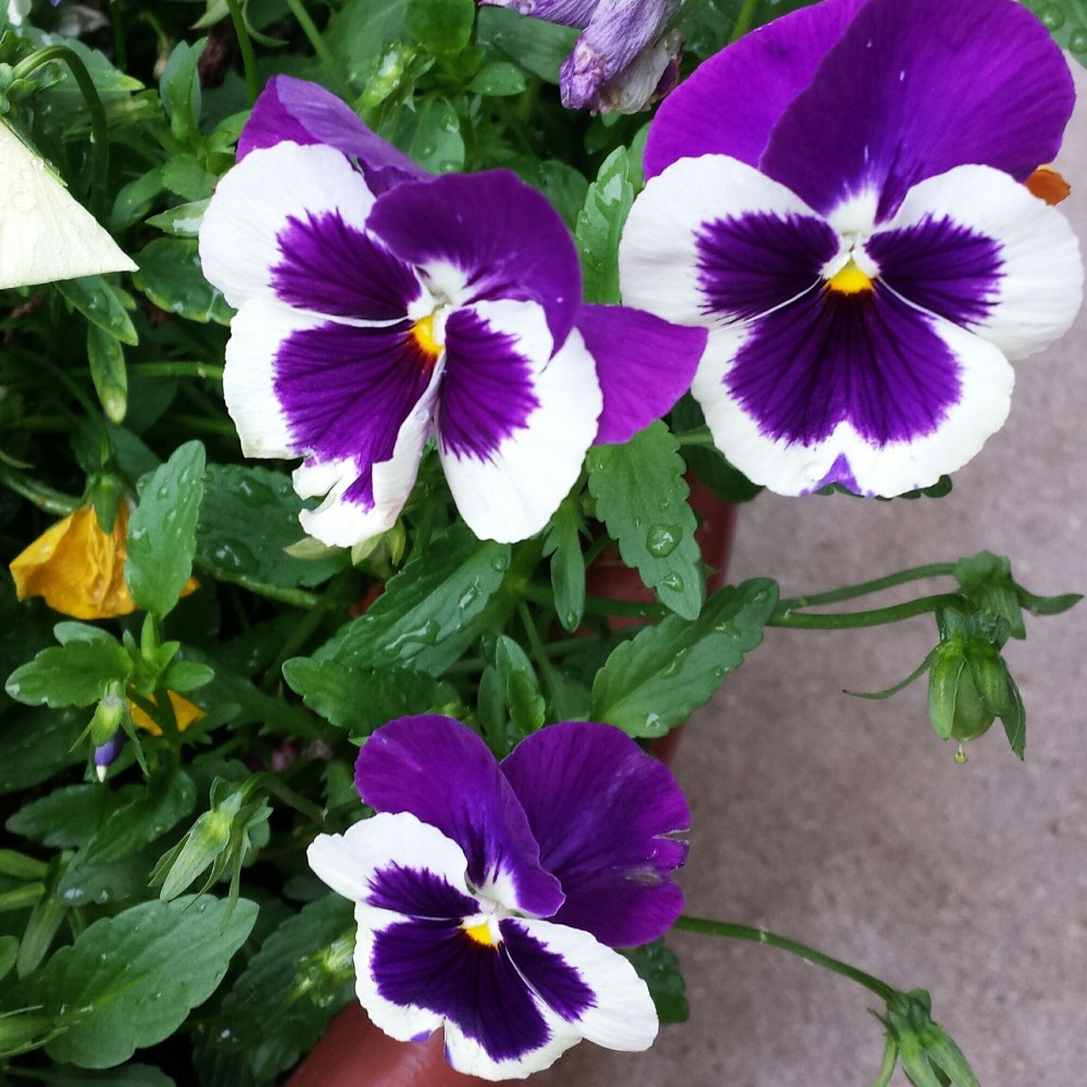 IMG_20150707_161252.jpg image